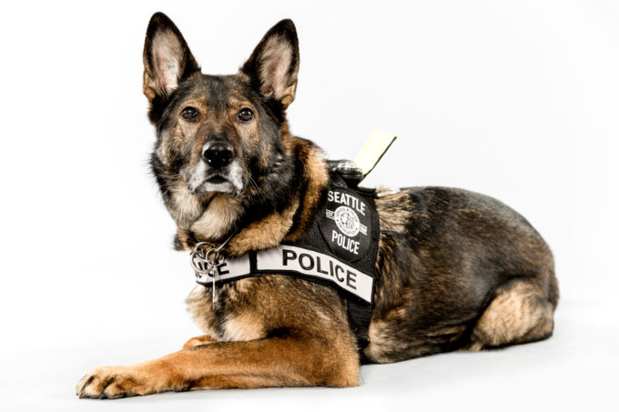 Tracking Police Dog Ziva, age seven and half, has served four and a half years with the Seattle Police Department. Ziva shares the ranks with her brother, K-9 Jaeger. Among other cases, Ziva tracked down a jewelry thief who looted a Queen Anne shop just days before Christmas. The goods were returned, and the small, local business was unaffected by the robbery during the busiest selling season of the 2013. To this day, customers at the shop can check out a picture of Officer Mark Wong and dog Ziva on the door of the business, thanking them for their hard work. Photographed Monday, May 11, 2015, in Seattle, Washington. (Jordan Stead, seattlepi.com)