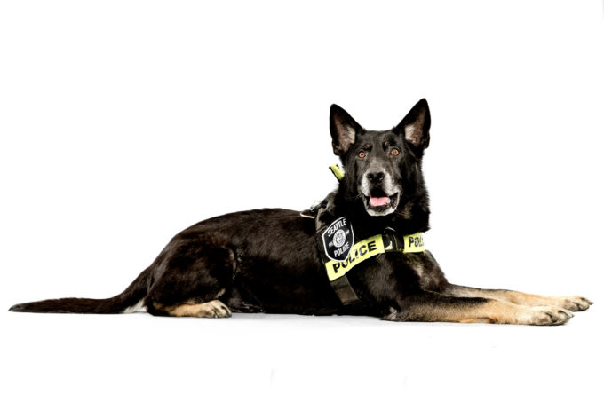 Tracking Police Dog Magnum, age 8, tracked down a child rapist who fled through a house. After clearing the building and overgrown yard, Magnum established a track and located the suspect several blocks away. The suspect had fled to an isolated dead end street and was surprised when he was approached by officers and a police dog. Photographed Monday, May 11, 2015, in Seattle, Washington. (Jordan Stead, seattlepi.com)