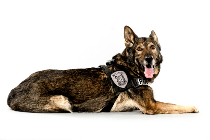 Tracking Police Dog Ruger, age 8, may not have had any notable cases yet, but he can open car doors with his muzzle. Photographed Monday, May 11, 2015, in Seattle, Washington. (Jordan Stead, seattlepi.com)