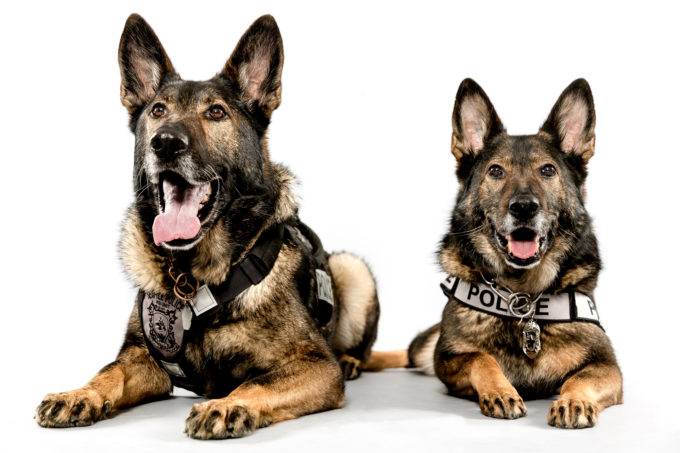Tracking Police Dog Ziva, right, shares her duties on the force with her brother, Jaeger, left, on the Seattle Police Department's K-9 team. Photographed Monday, May 11, 2015, in Seattle, Washington. (Jordan Stead, seattlepi.com)