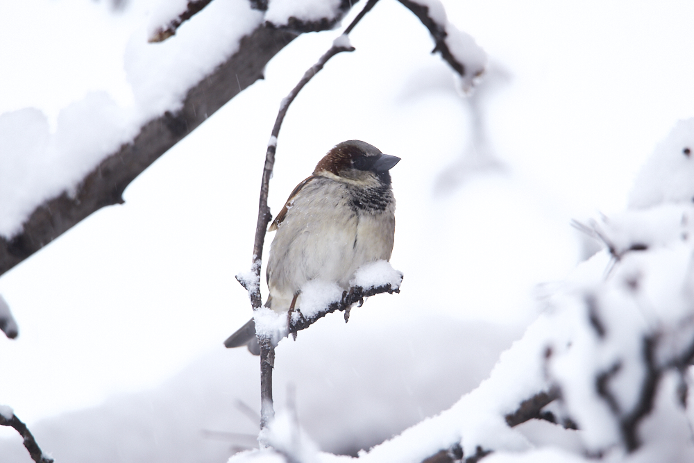 Chris Gampat The Phoblographer Tamron 150-600mm review sample photos in snow 11