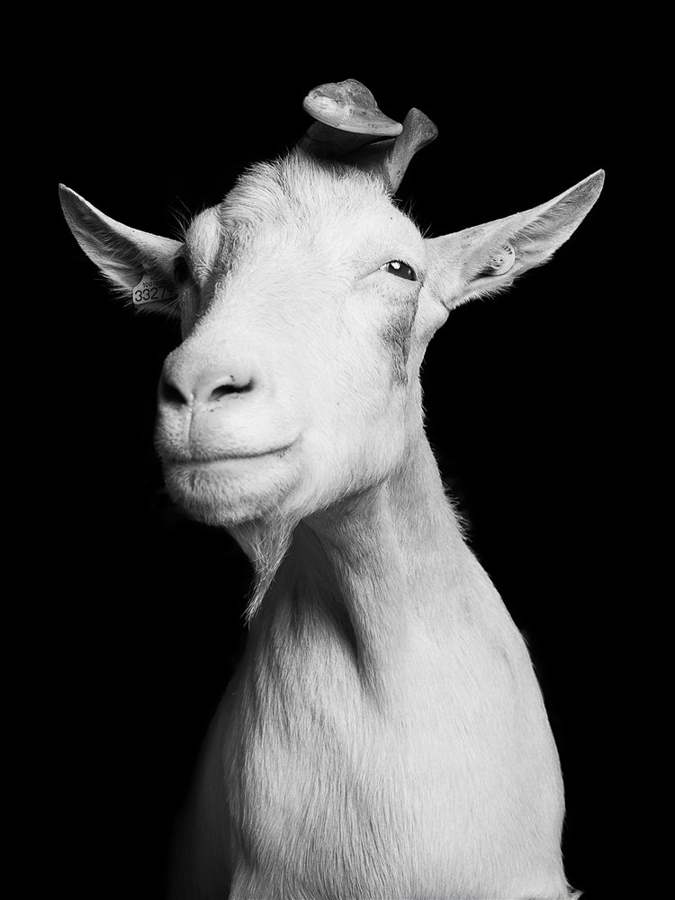 jurian-kriebel-goat-portraits-1