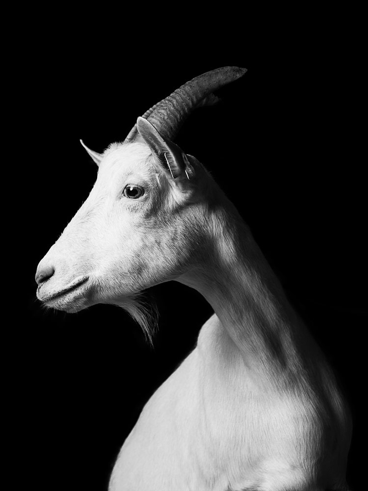 jurian-kriebel-goat-portraits-10