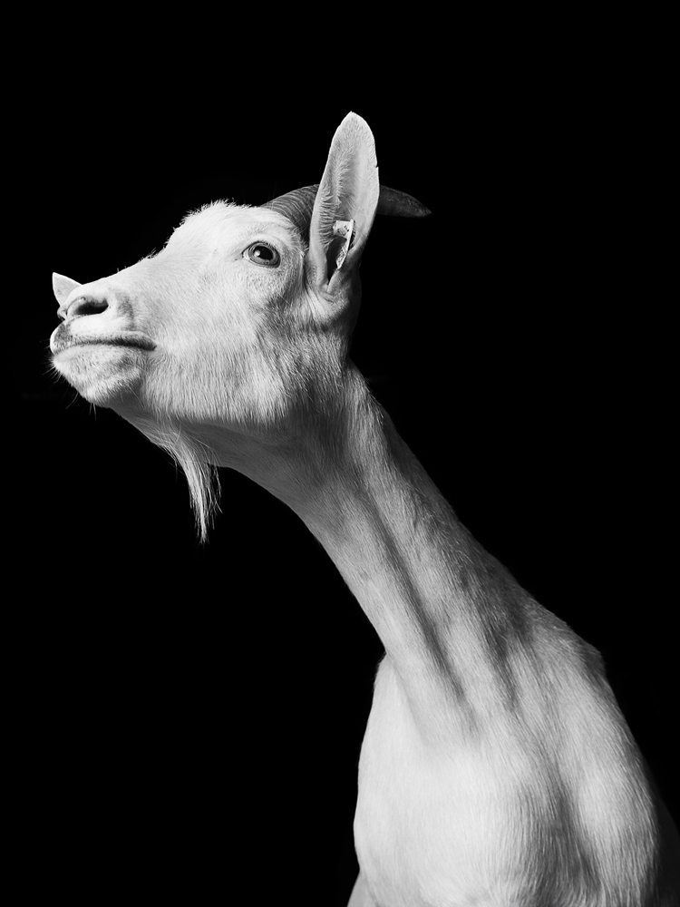 jurian-kriebel-goat-portraits-2
