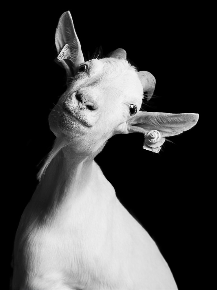 jurian-kriebel-goat-portraits-4