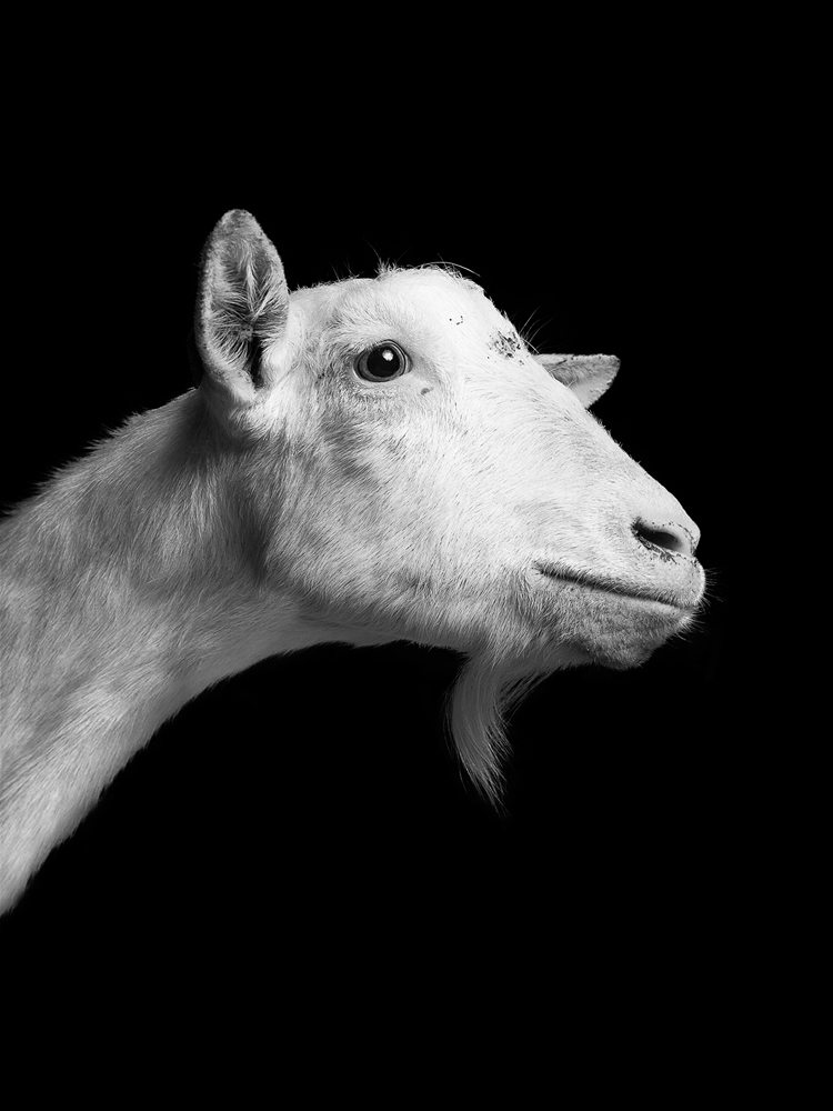 jurian-kriebel-goat-portraits-5