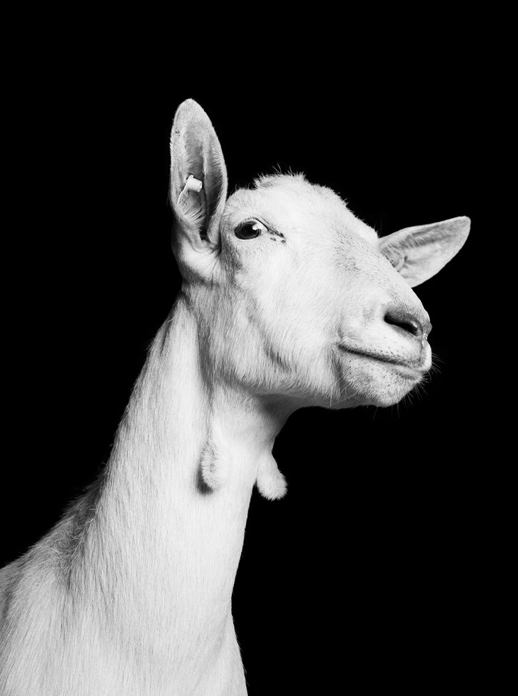 jurian-kriebel-goat-portraits-7