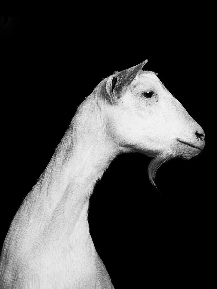 jurian-kriebel-goat-portraits-8