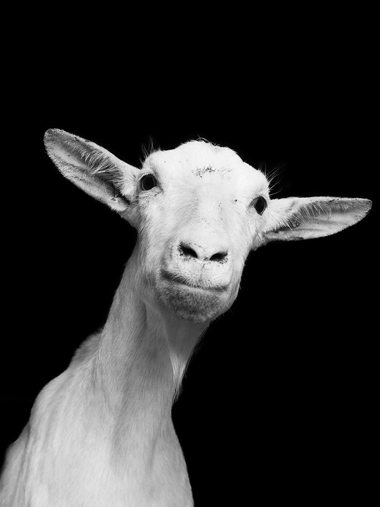 jurian-kriebel-goat-portraits-9