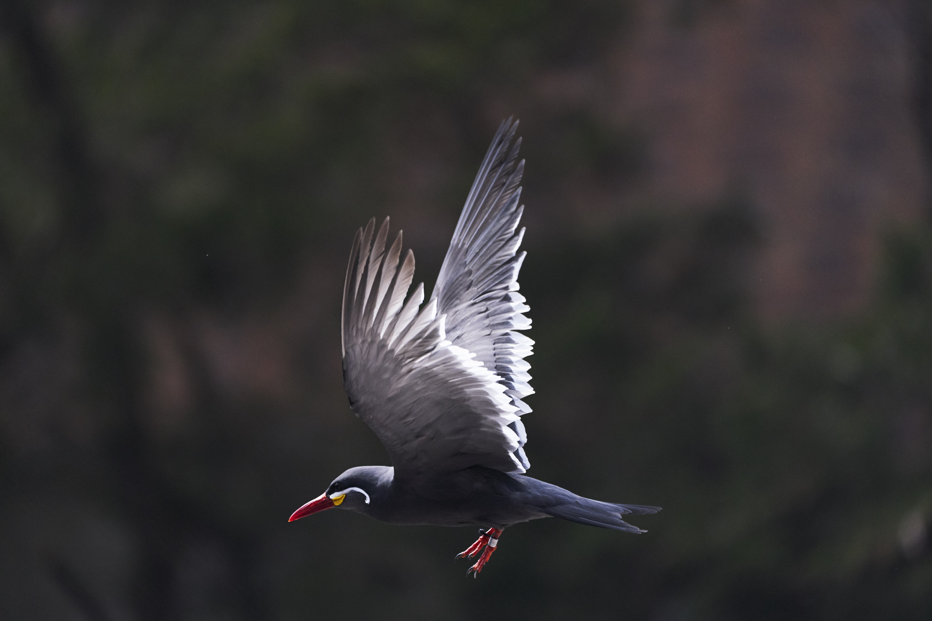 Photography Cheat Sheet: How to Photograph Flying Birds