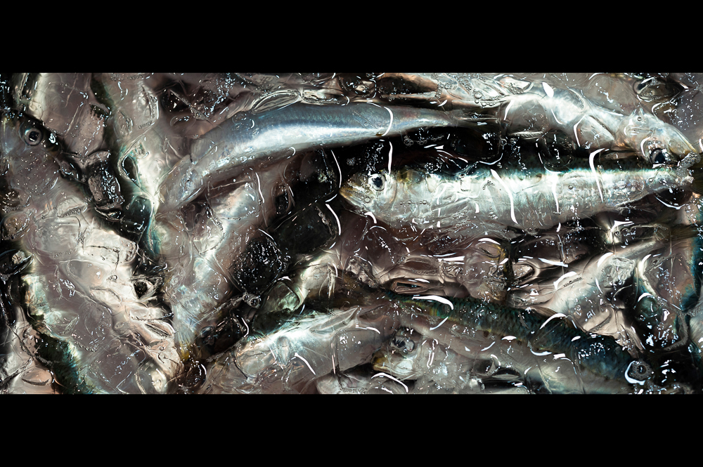 Pierre Melion’s Documentary Photography of a Vanishing Japanese Fish Market