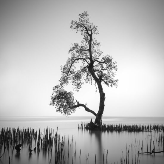 Daniel Tjongari's Black and White Photos of Lone Mangroves Will Put You ...