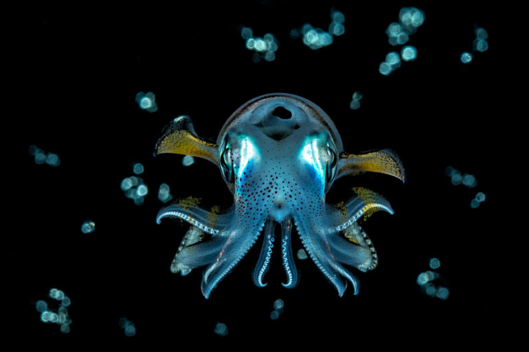 Marine Creatures: 10 Photo Essays Get You Closer Under the Depths