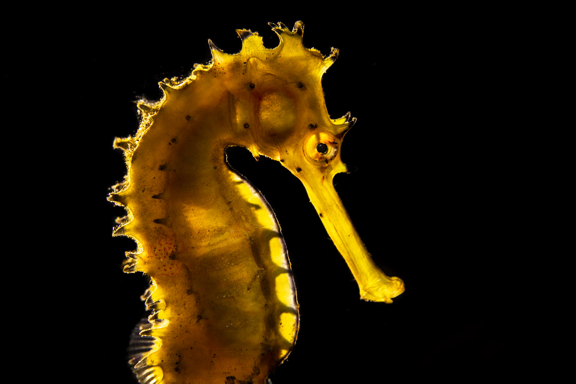 Tobias Friedrich’s Old Canon DSLR Captures Critters of the Deep Seas