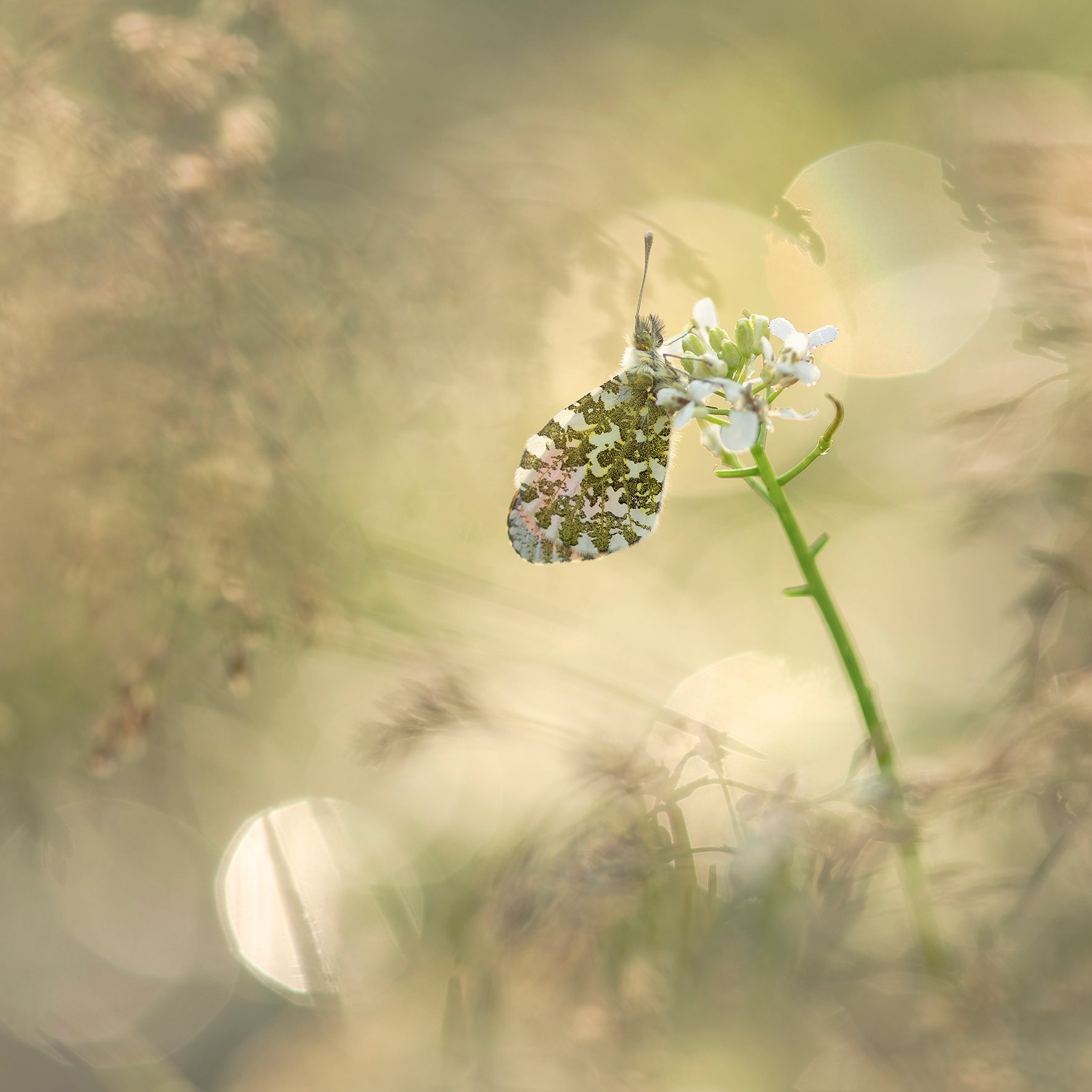 Neil Burnell Directs Our Gaze to the Delicate Beauty of Butterflies