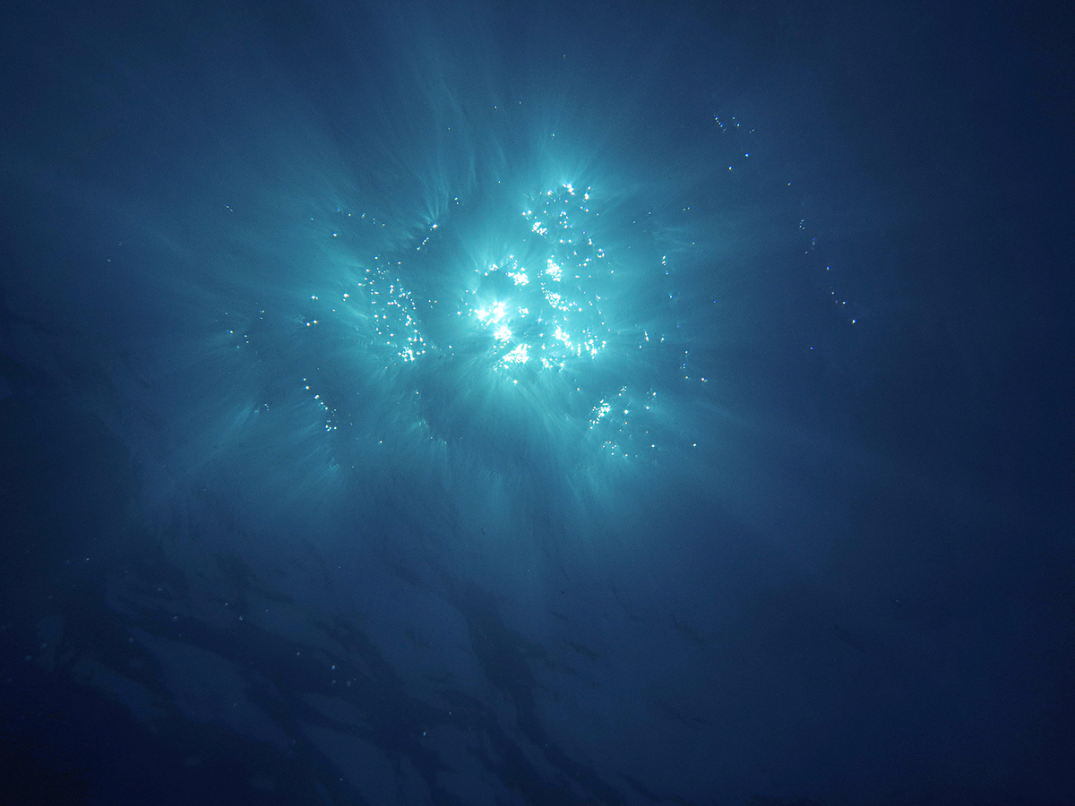 Dive Deep Into the Underwater Cosmos of Laura Emerson