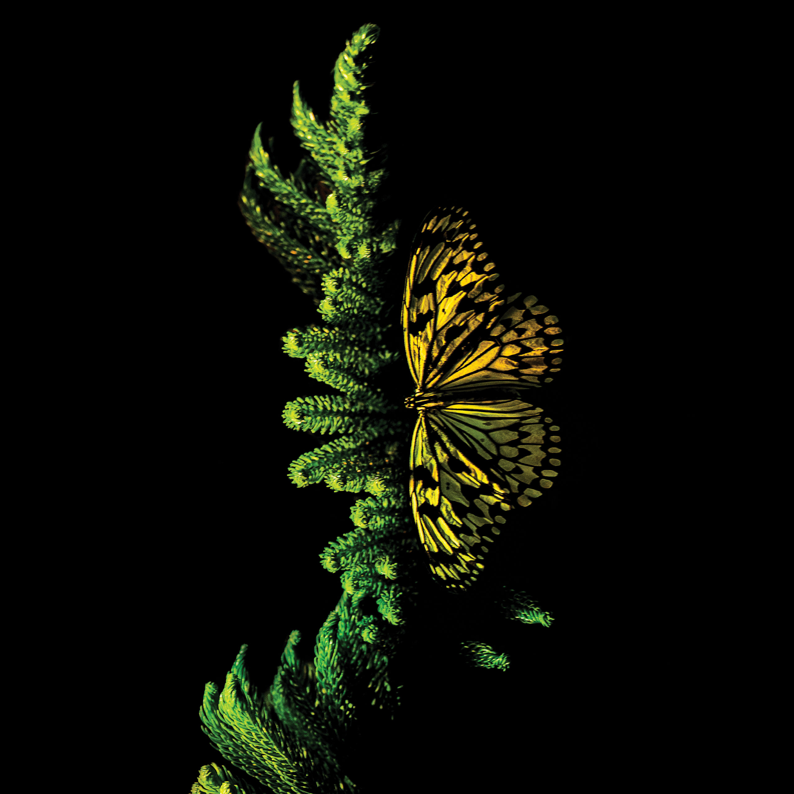 Phoblographer_Batkin_butterfly_jpgs6
