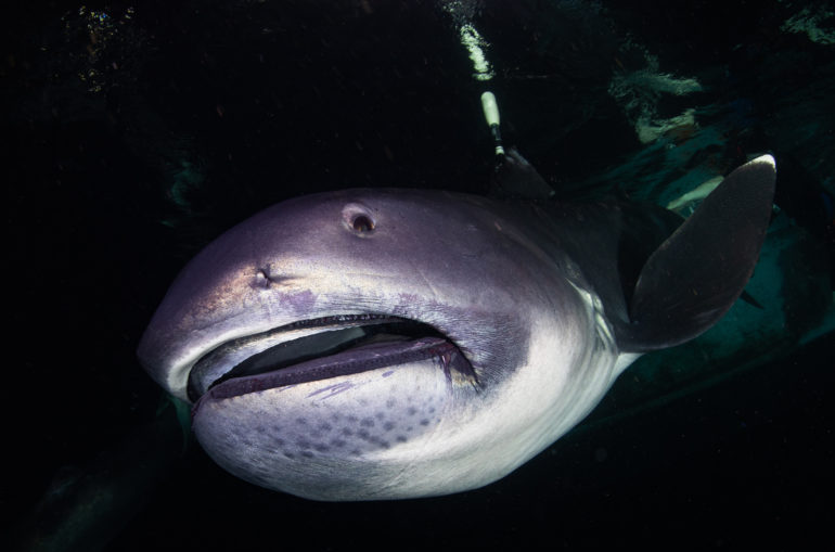 Megamouth shark - Megachasma pelagios — Shark Research Institute