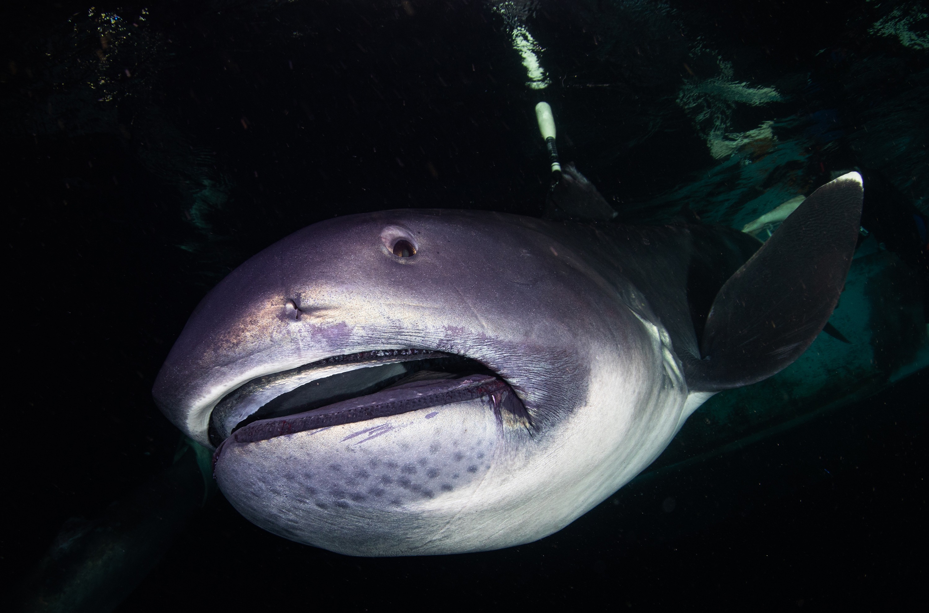 Zola Chen Captured The Fascinating and Ultra Rare Megamouth Shark