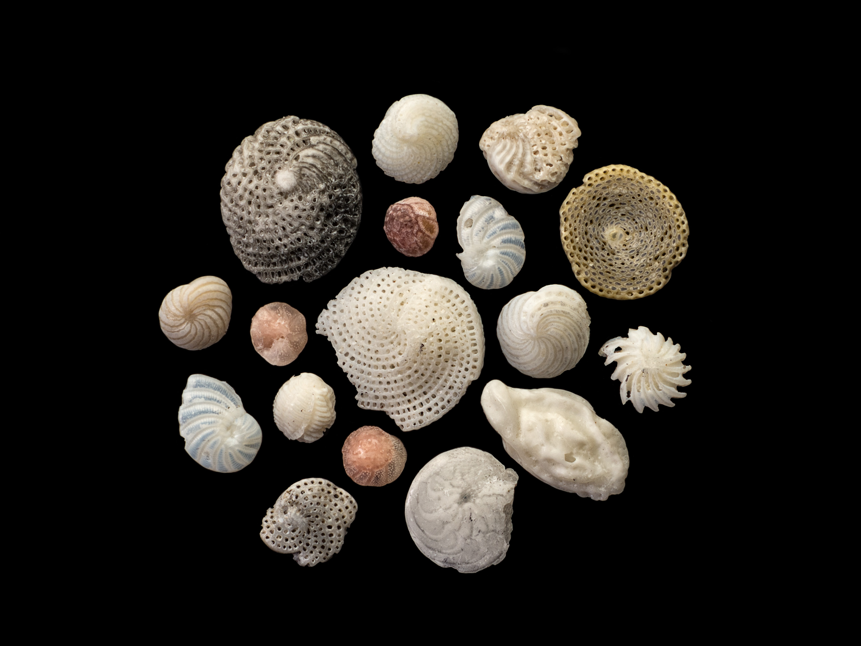 How Silvia Becker Photographs Curious, Microscopic Shells on the Beach
