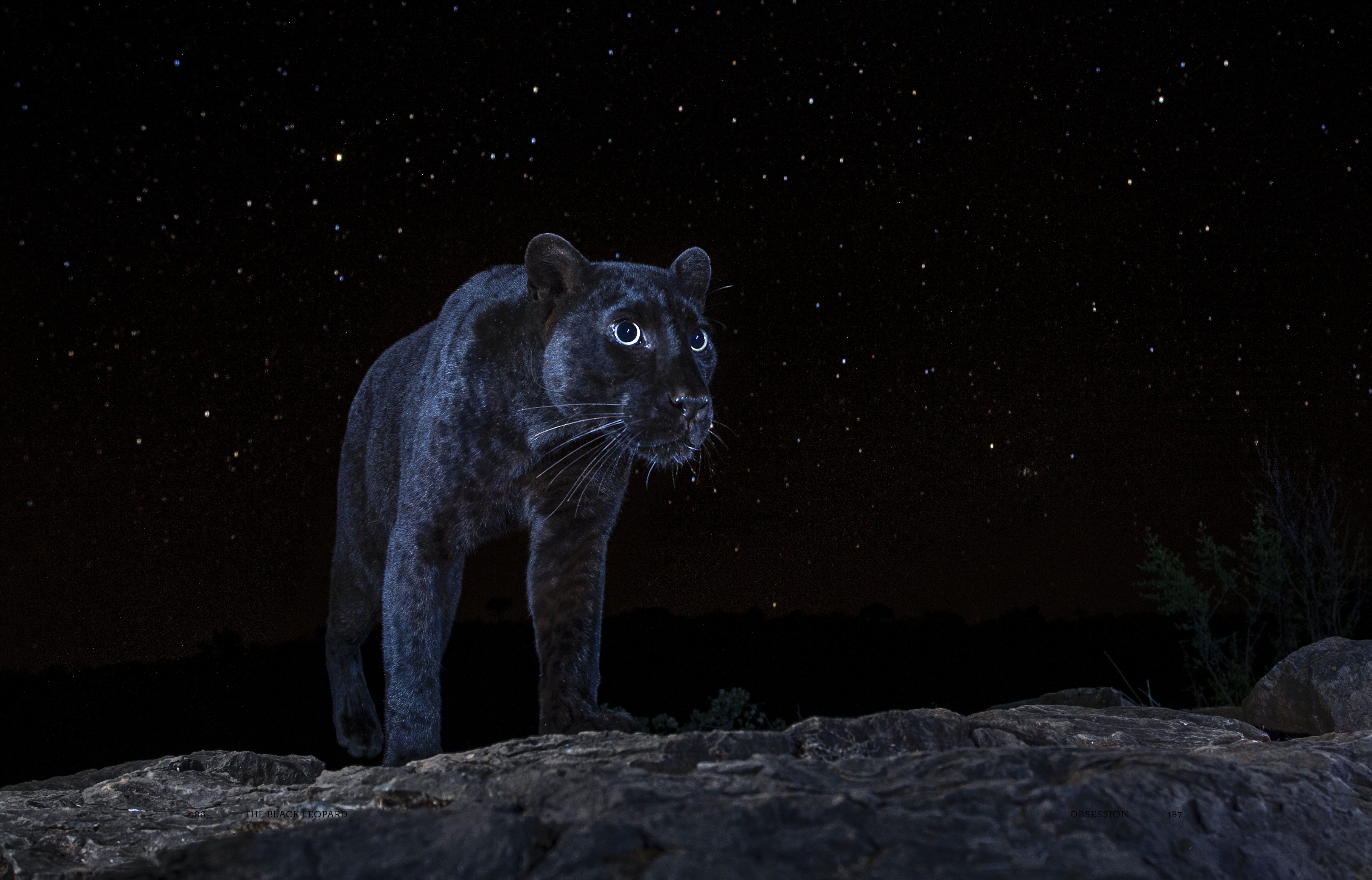 Will Burrard-Lucas Went on a Quest to Find a Rare Black Leopard in Africa
