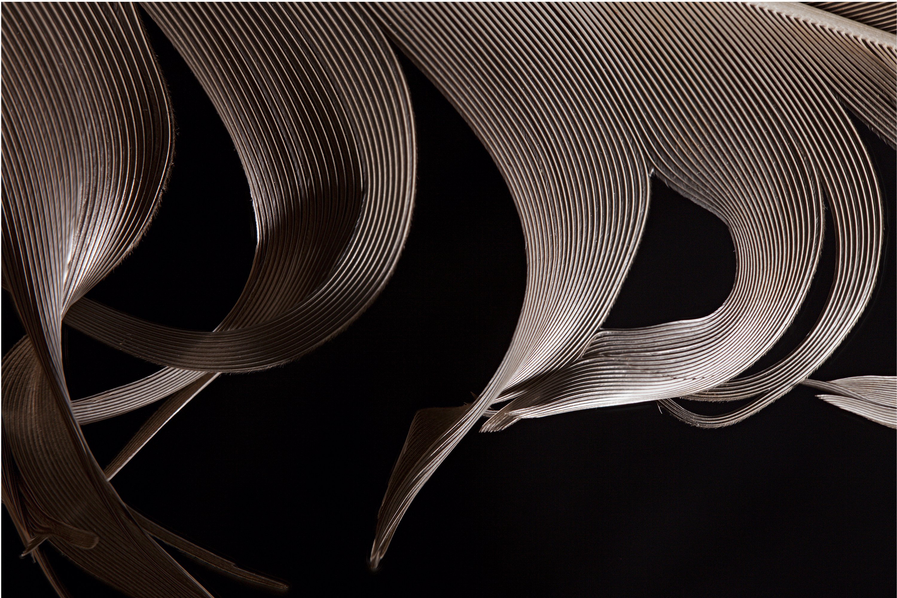 James Henderson Creates “Featherscapes” Using Beautiful Bird Feathers