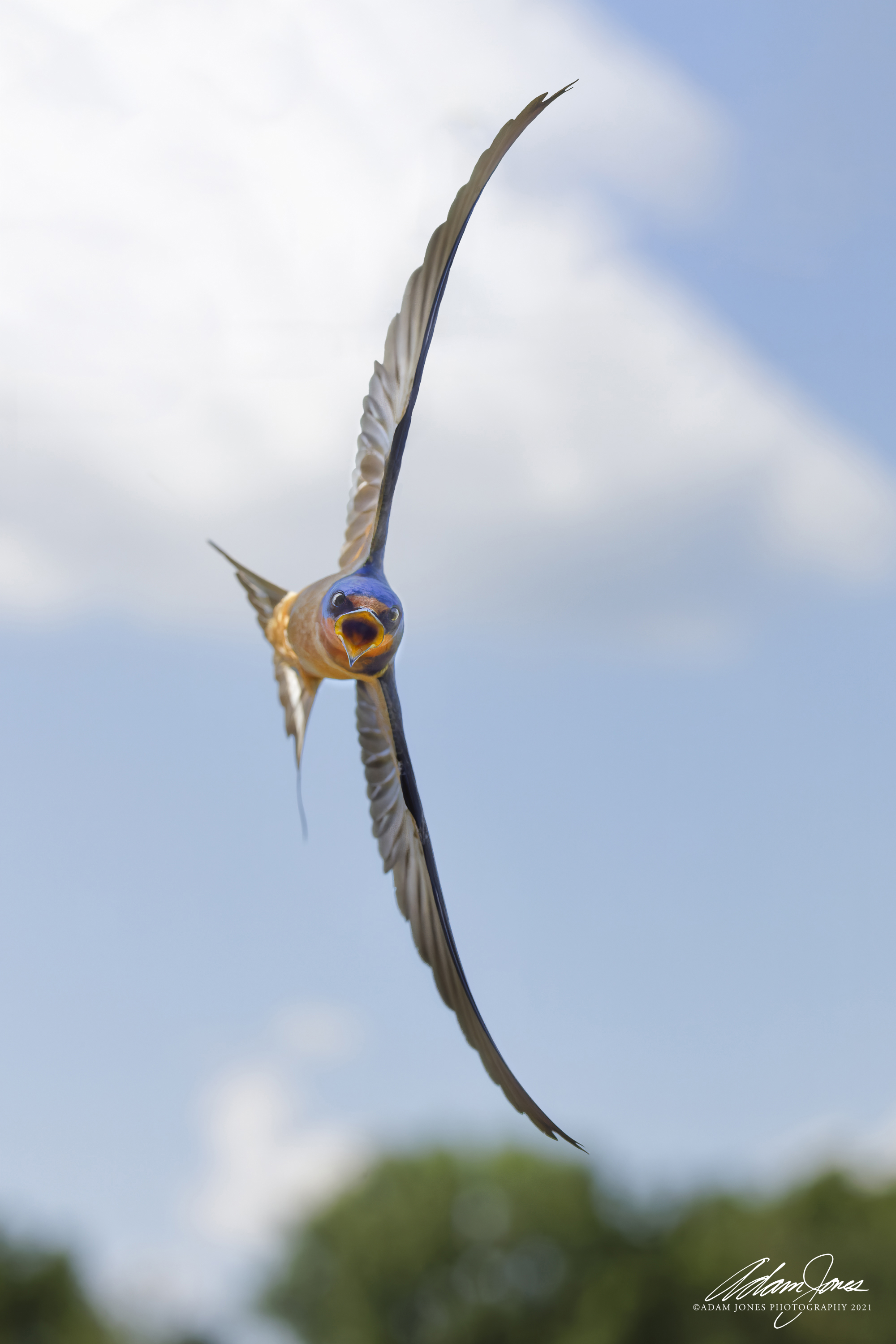 Barn swallow in flight, Hirundo rustica