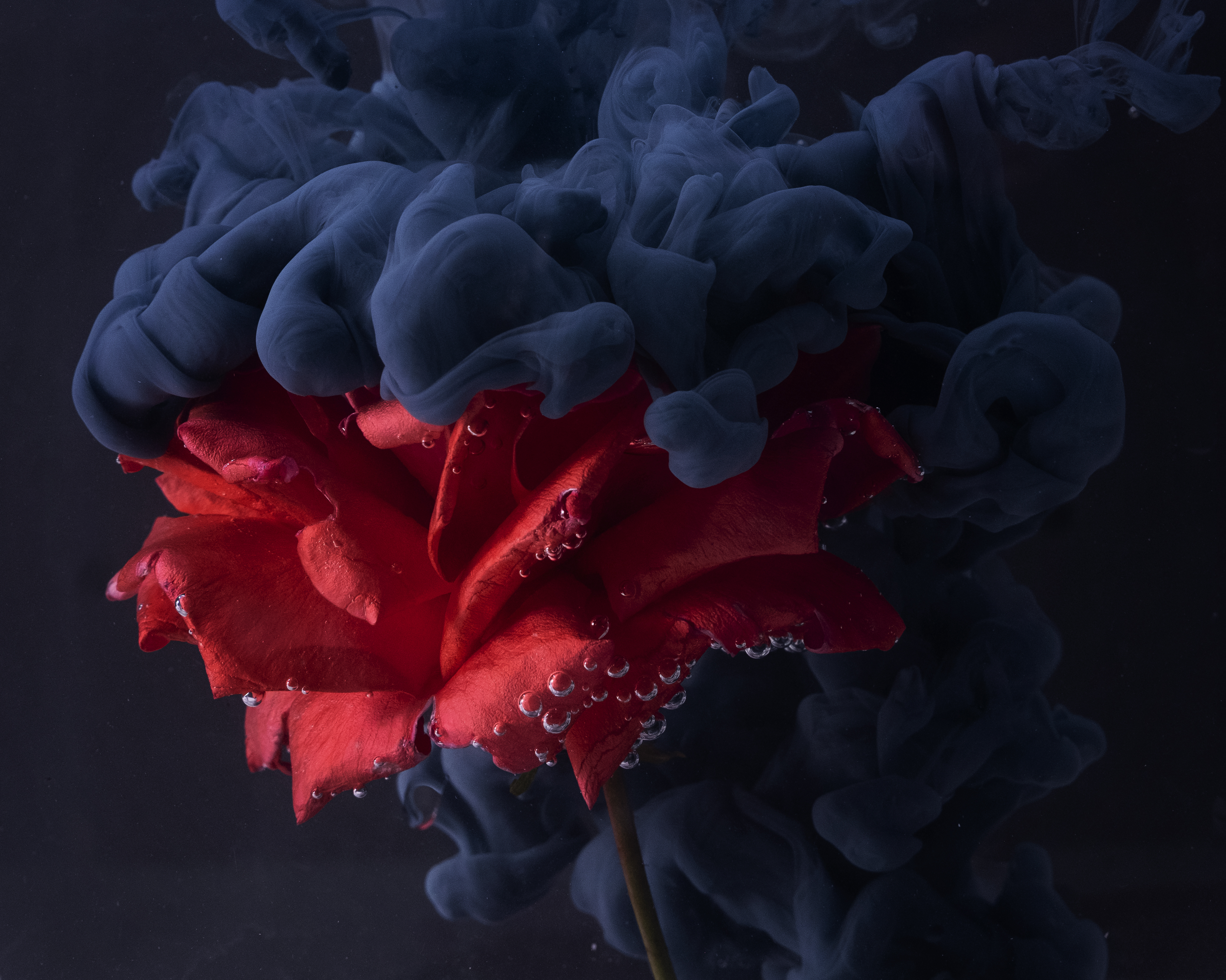 Tarryn Goldman Photography - Paint and flowers AFTER EDITING