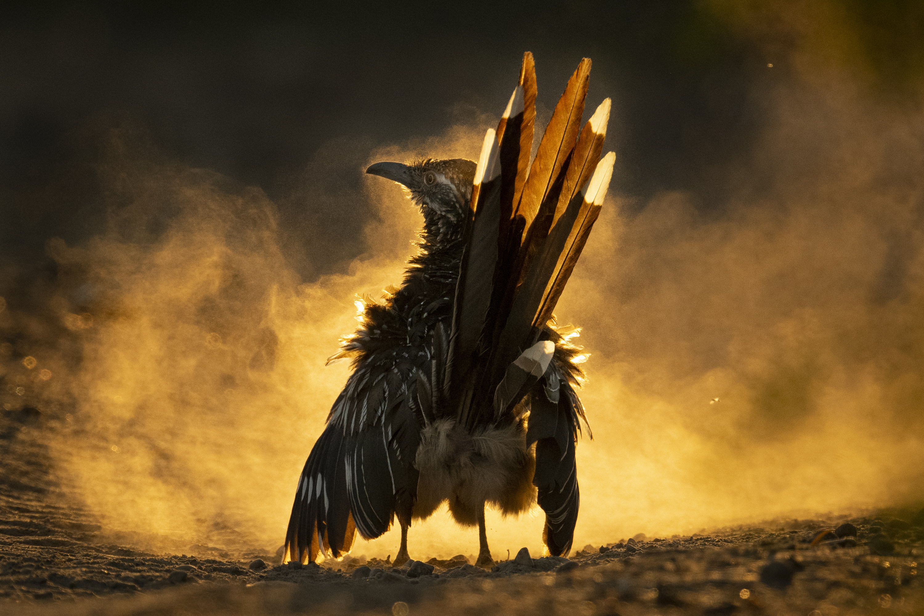 How Carolina Fraser Shoots Her Stunning, Award-Winning Wildlife Photos
