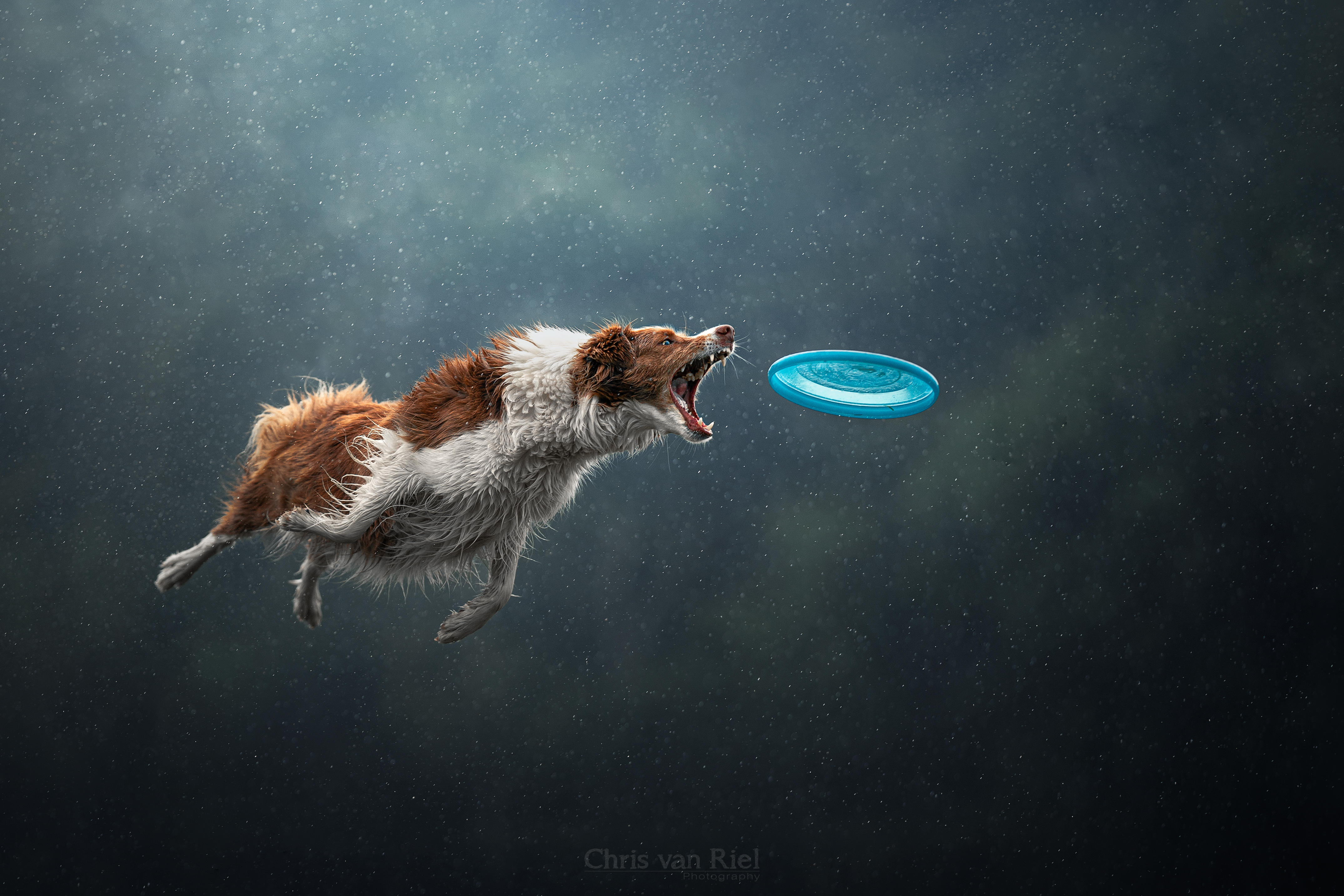 How Chris Van Riel Makes His Amazing Photos of Flying Dogs