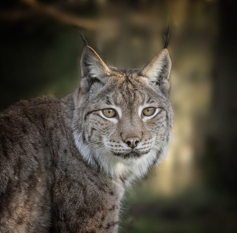 Petra Eurasian Lynx