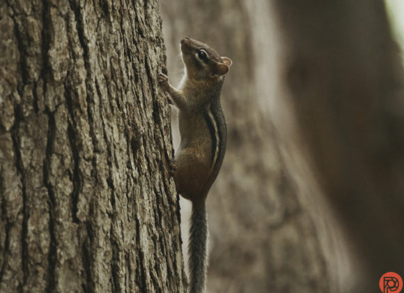 Chris Gampat The Phoblographer Olympus 150-400mm 4.5 PRO 1.4x TC review birding EDITED 5.61-160s6400