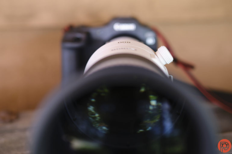 Hypnotic Photos, Gigantic Lens: Canon RF 800mm F5.6 L Review