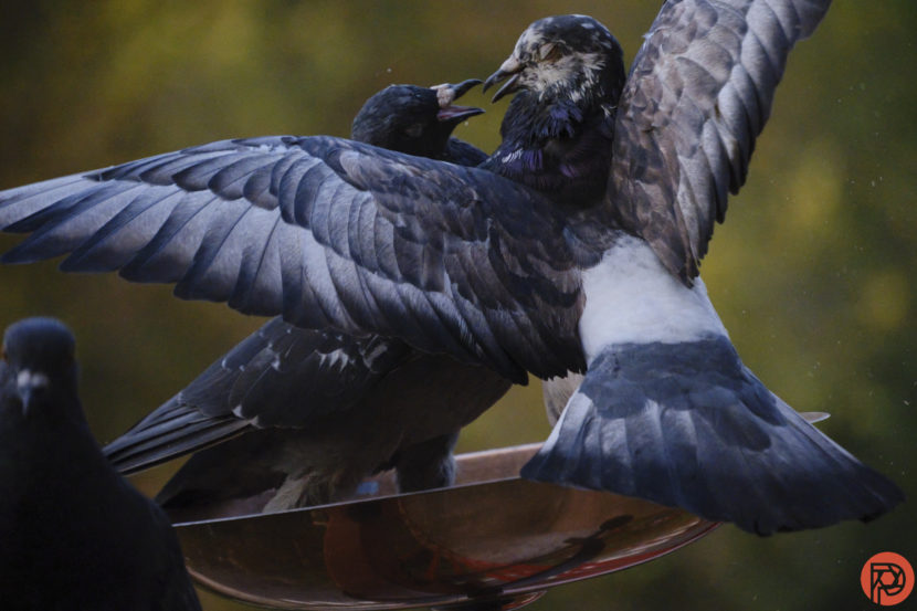 Xposure Festival: 6 Tips on How to Create a Winning Wildlife Photo Chris-Gampat-The-Phoblographer-Fujifilm-XH2s-with-Tamron-18-300mm-for-birding-5.61-2400s12800-3