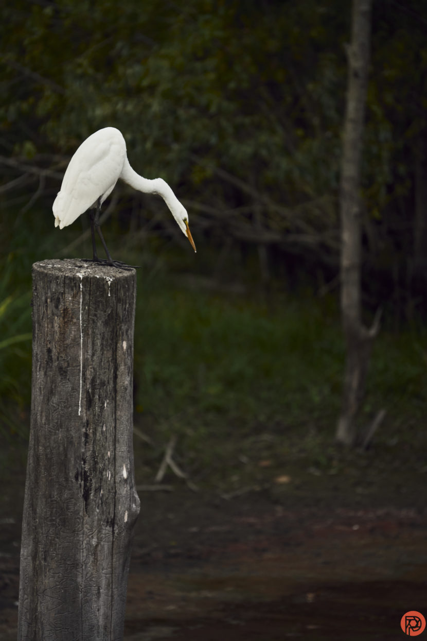A white egret stands on a weathered wooden post, looking down, with a forested background.