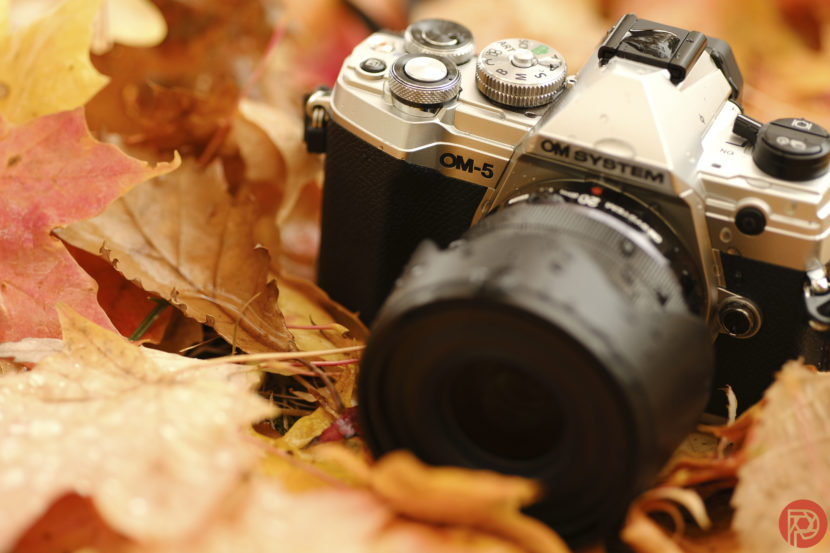 This Little Camera Likes Big Adventure - OM System OM-5 Review Hillary Grigonis The Phoblographer OM System OM-5 review DSCF6470