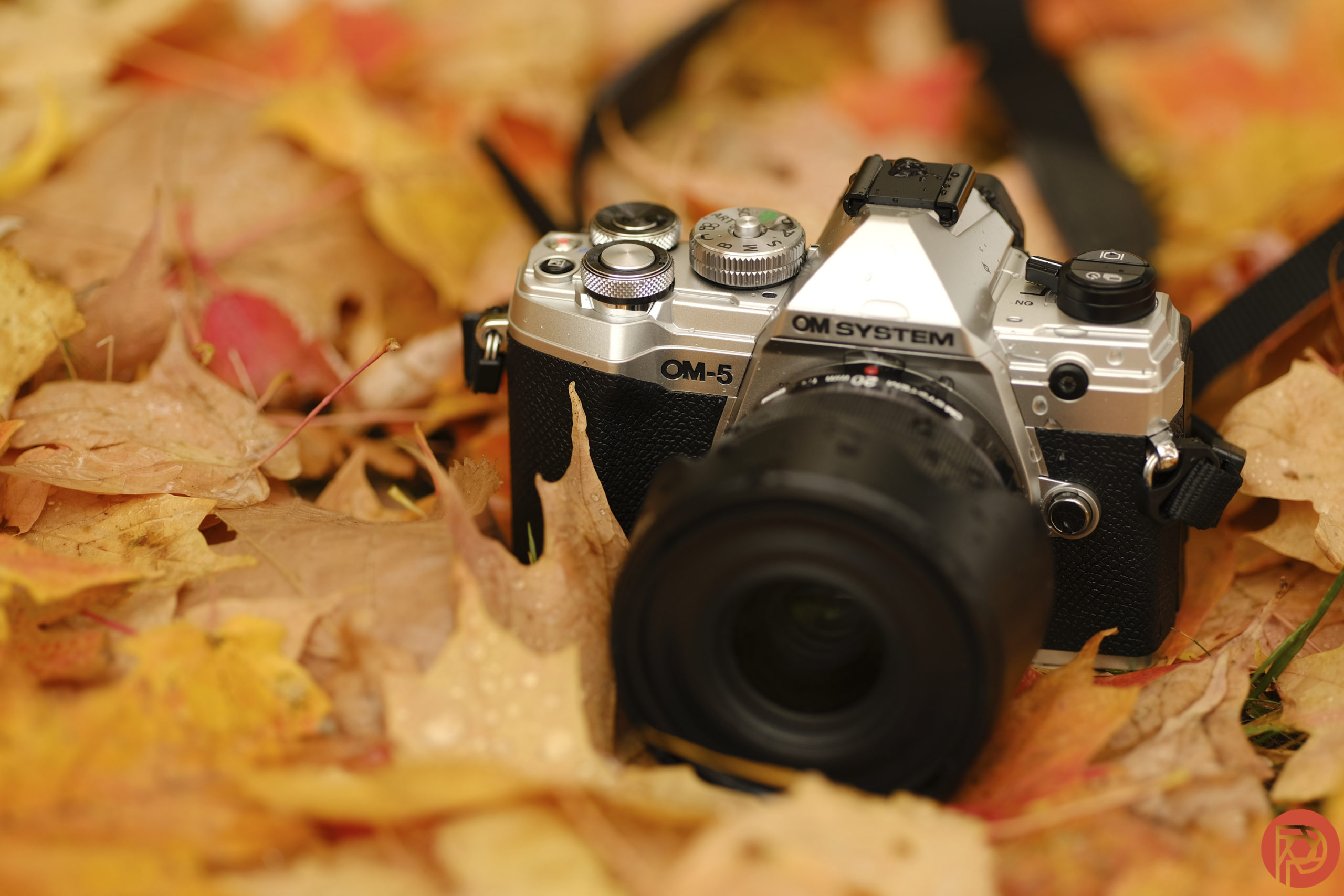 A silver OM System OM-5 camera rests on autumn leaves in soft, warm lighting.