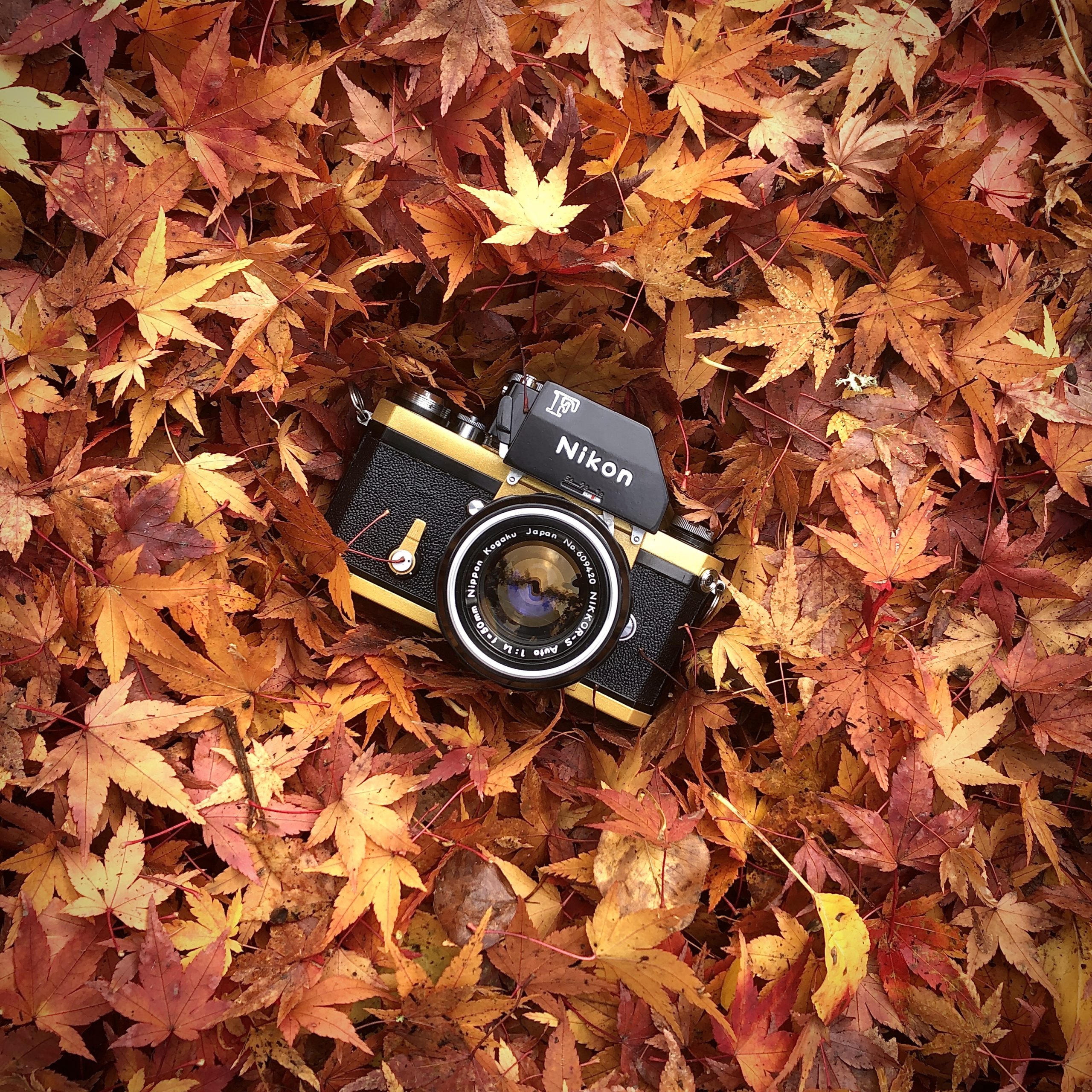 And the Winner of This Gorgeous Nikon Camera Is…