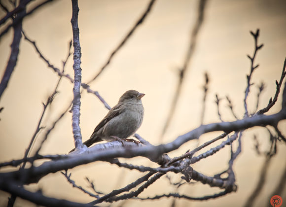 Chris Gampat The Phoblographer OM SYSTEM OM1 40-150mm f2.8 with 1.4x teleconverter birding 41-8000s1600
