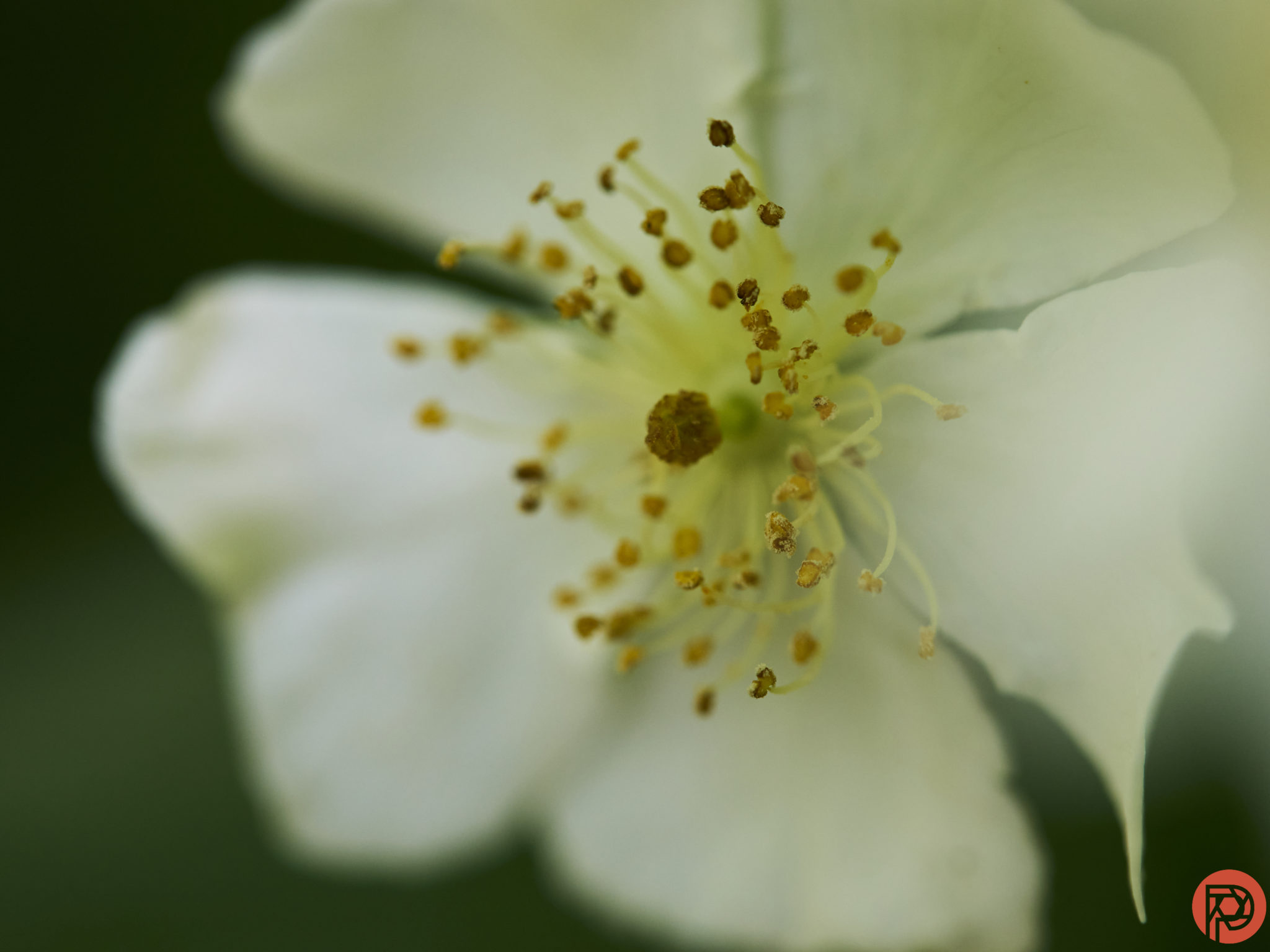 4 Essential Macro Photography Tips for Outdoor Photographers