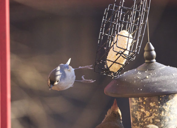 Chris-Gampat-The-Phoblographer-OM-System-OM1-Firmware-1.3-update-review-6.11-5000s6400