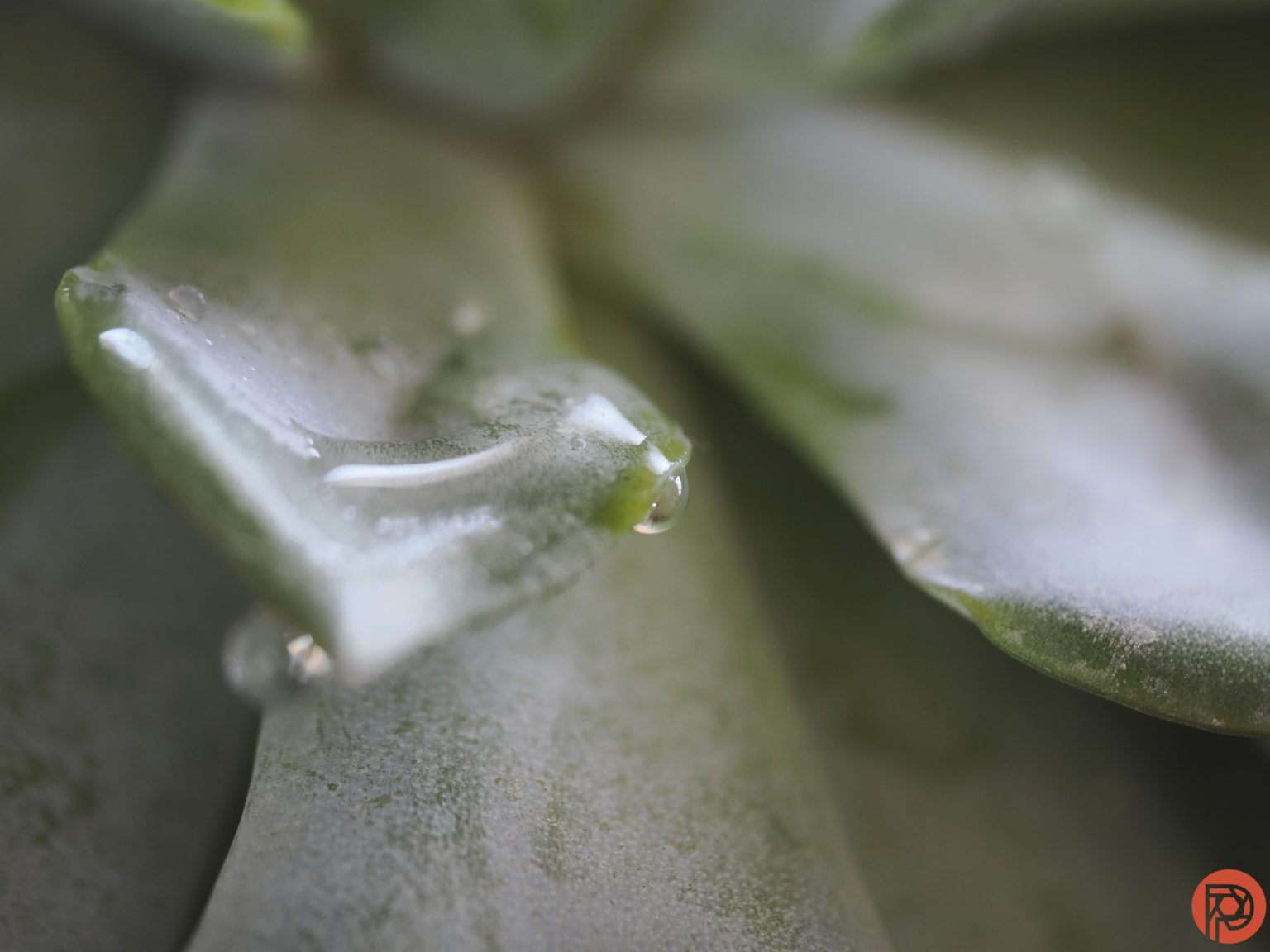 OM System 90mm F3 5 Macro IS Pro Review