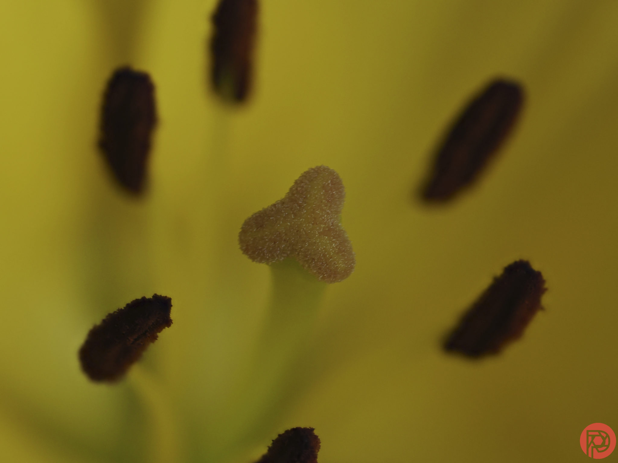 OM System 90mm F3 5 Macro IS Pro Review