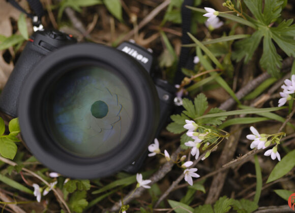 Hillary Grigonis The Phoblographer Nikon Z 85mm f1.2 S review DSCF9876