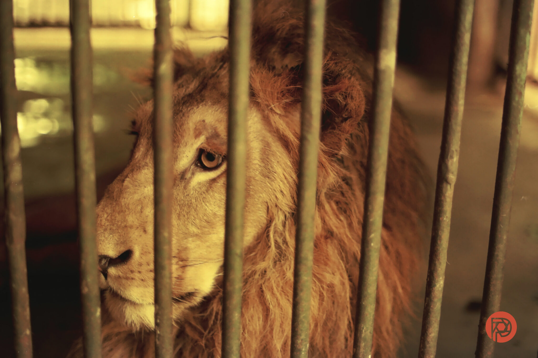 KODAK Slide N Scan Digital Film Scanner 7" Review