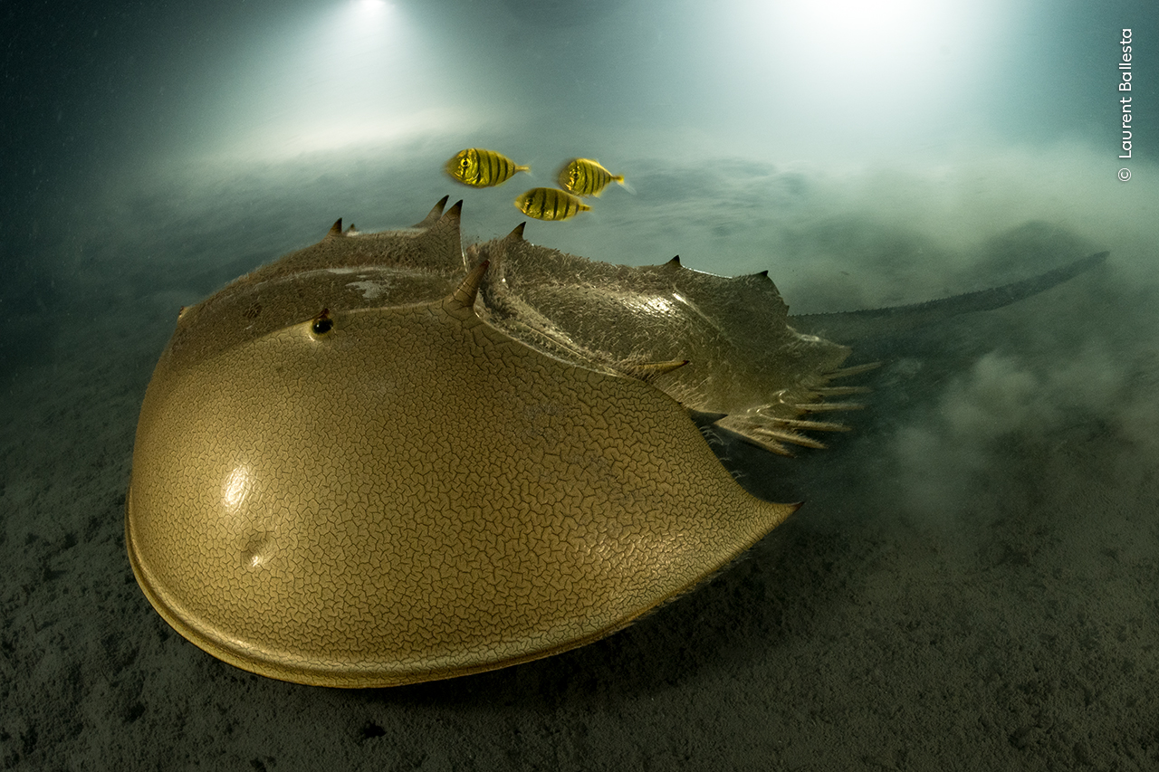wpy59_laurent_ballesta