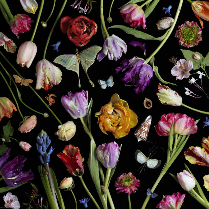 Paulette Tavormina Channels the Work of Master Painters Botanicals_VII_Tulips_2013 copy