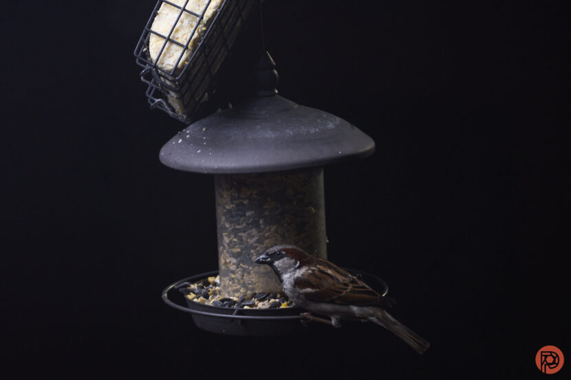 A sparrow perches on a bird feeder filled with seeds against a dark background.