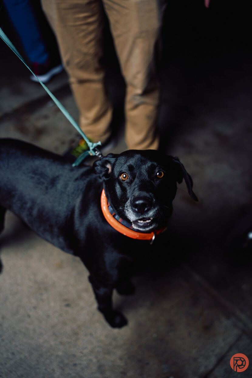 Pet Photography