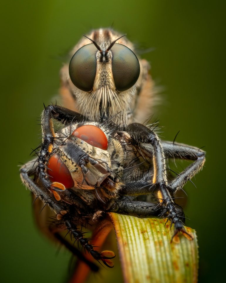 Alexis Tinker captures a striking image of a robber fly, clutching a smaller insect. Its bristly features and large compound eyes are in sharp focus, while the blurred green background beautifully highlights this dramatic encounter.